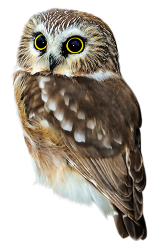 őszi állatok_133.png